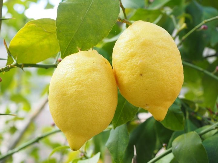 Файдалы лимон