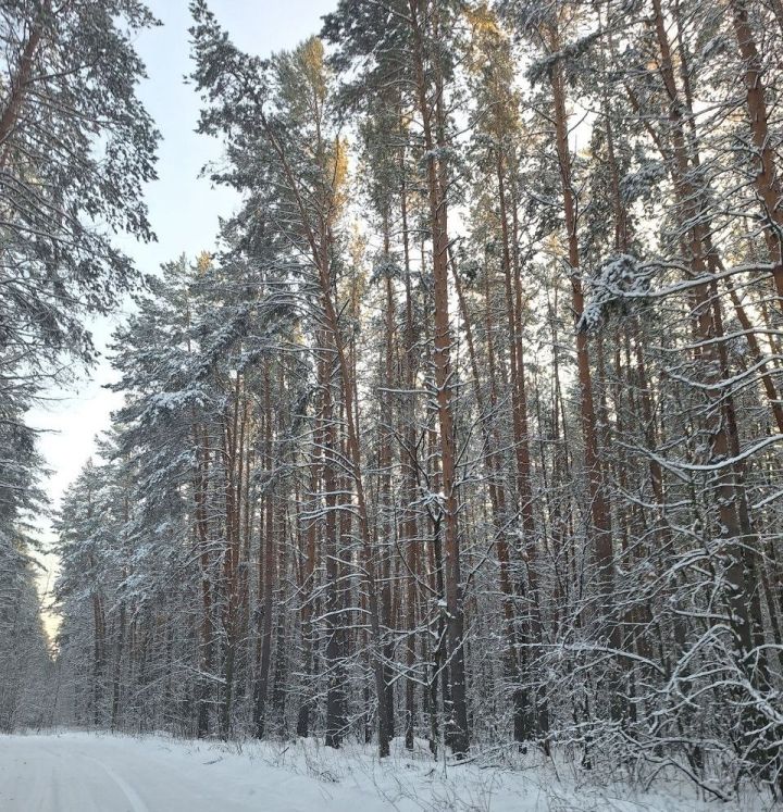 25 декабрьгә һава торышы