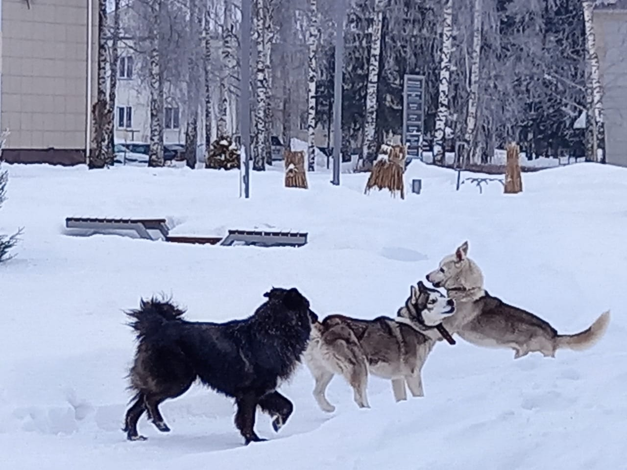 Күрше этеннән кемгә зыян?!