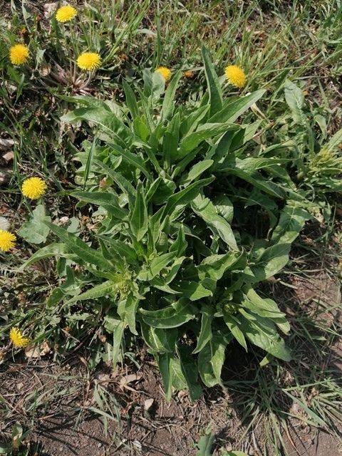 Болыннан җыелган ачы кукы, кузгалак, балтырган көпшәсе ашап үскән буын вәкилләре күп безнең төркемдә