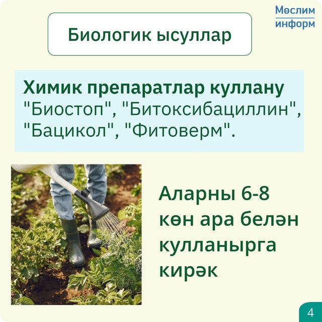 Колорадо коңгызы – бәрәңге үстерүчеләр өчен чын афәт