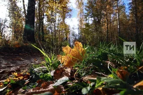 Көзен яфраклар ни өчен саргая: сәбәпләре, фәнни аңлатма һәм кызыклы фактлар