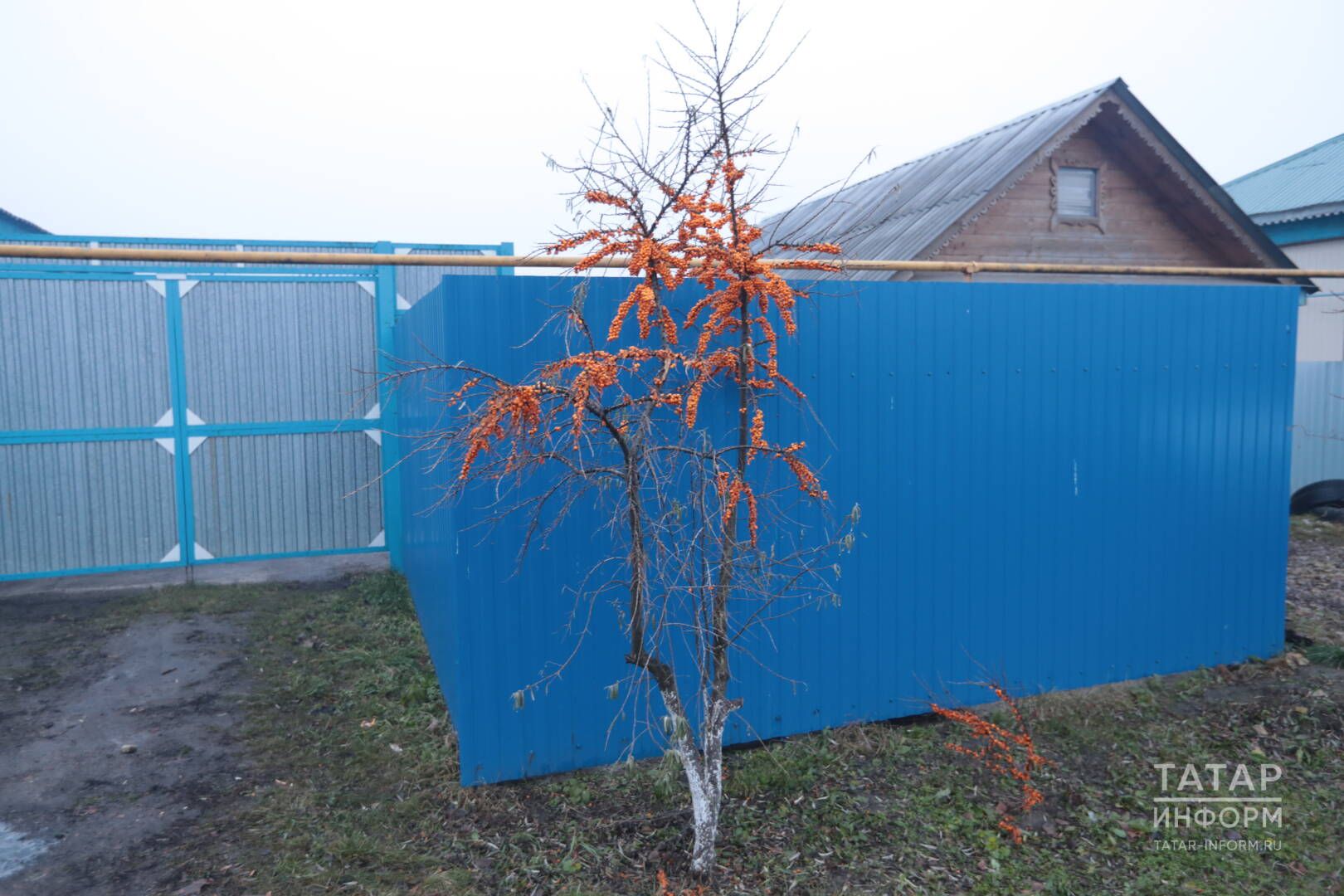“Алтын агач” үстерәбез