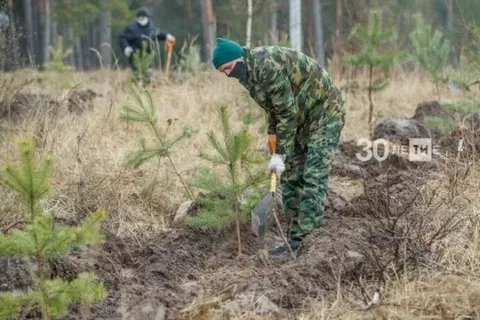 Татарстан «Хәтер бакчасы» акциясендә 1 млннан артык агач утыртачак