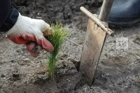 Урманнар тәрбия сорый