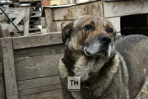 Хуҗасыз хайваннарга бәйле яңа тәртип кертелде