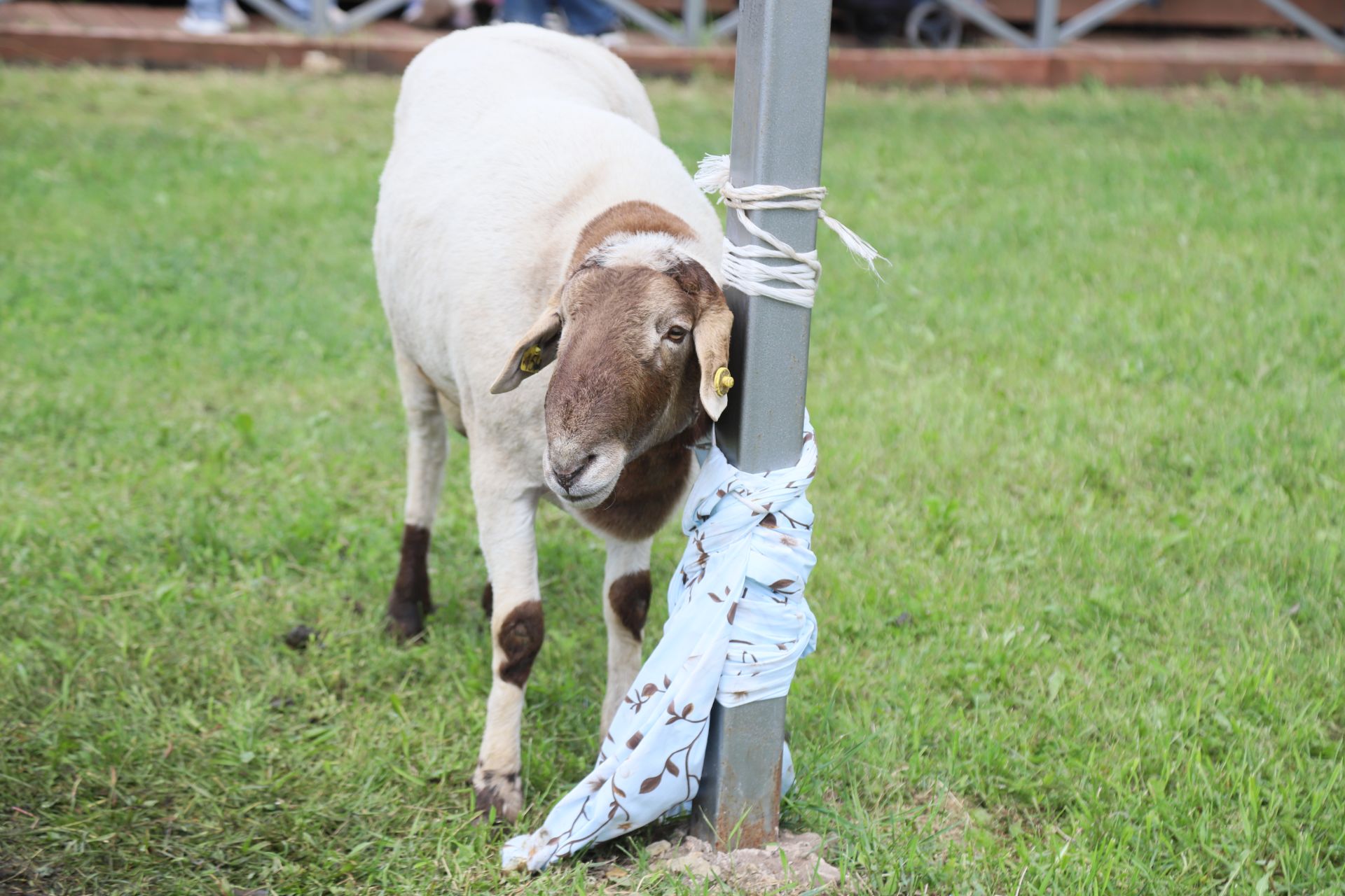 Мөслим Сабан туе – 2026: кыр батырларына бүләкләр, мавыктыргыч көрәш һәм меңләгән кунак