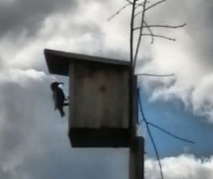 Кошлар турында кызыклы мәгълүмат