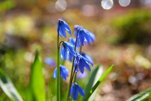 Адвокат нинди язгы чәчәкләр җыйган өчен җинаять җаваплылыгы янавын аңлатты