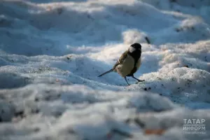 Халык сынамышлары