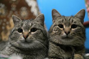 Казанда йорт хайваннарына бушлай вакцинация ясыйлар