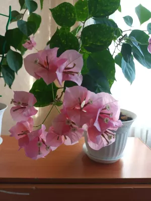 Кәгазь чәчәк – бугенвиллия