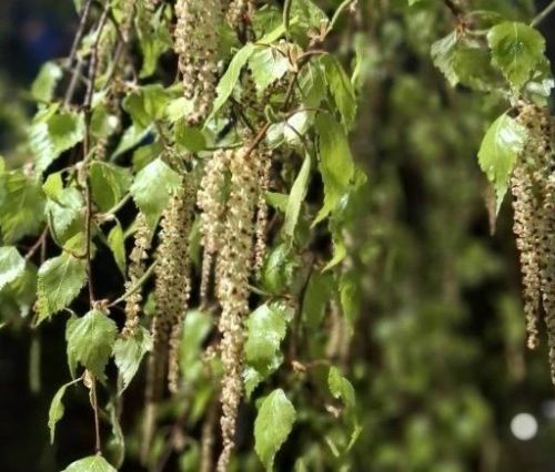 29 апрель көненә һава торышы