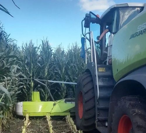 «Август-Мөслим» агрофирмасында кукуруз уңышын җыю эшләре дәвам итә