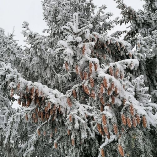 17 гыйнварга һава торышы