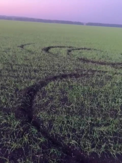 Яшьләр иген басуына зыян салган