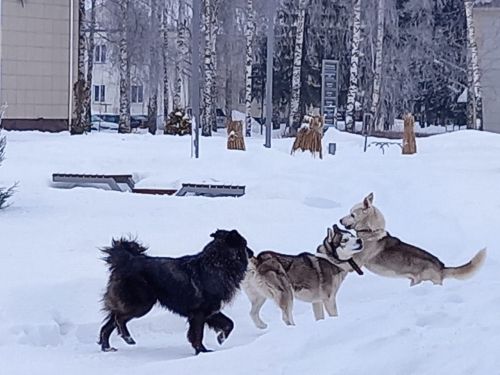 Күрше этеннән кемгә зыян?!