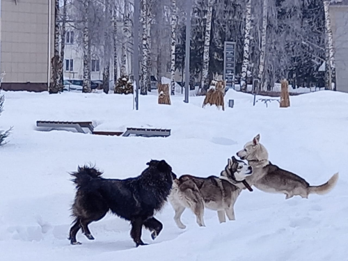 Күрше этеннән кемгә зыян?!