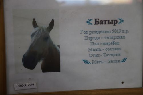 Атларым, йөгәннәрем...