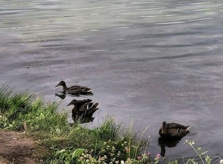 Ау сезоны ачыла