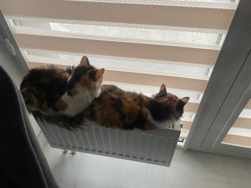 Ягу сезонына керәбез
