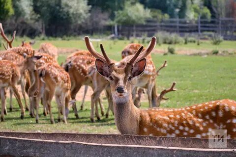 Хайваннар дөньясыннан