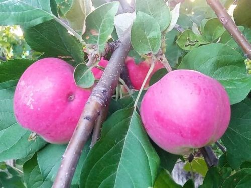 Кышка – чылатылган алма