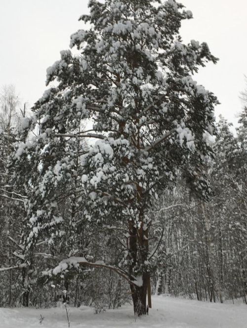 19 гыйнварга һава торышы