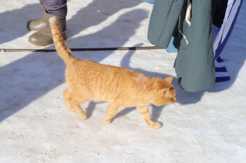 Район мәдәният йорты каршындагы мәйданда ярминкә бара