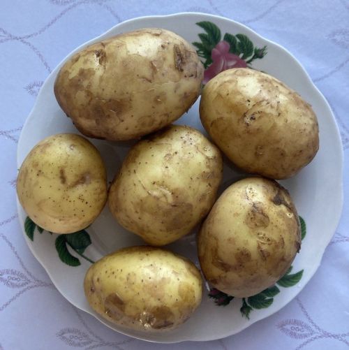 Тәмле бәрәңге