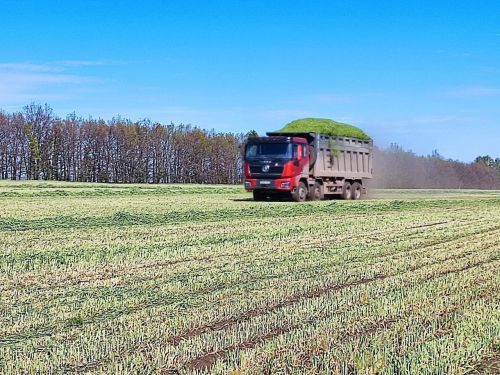 «Август-Мөслим» агрофирмасы уңганнары  сенаж салуга кереште