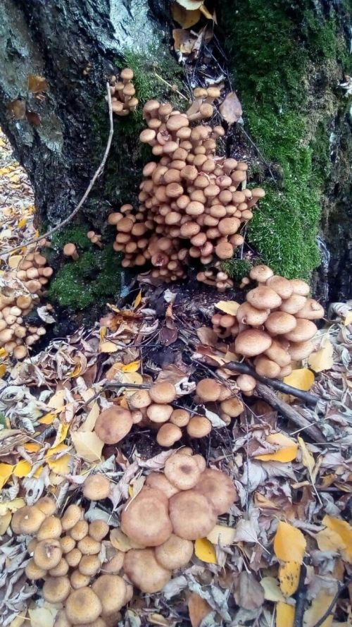 Гөмбә маринадлау ысулы