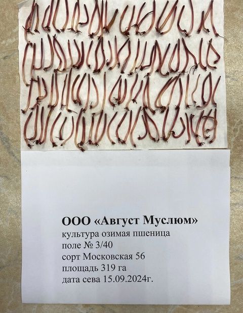 «Август-Мөслим» басуларындагы уҗымнар 100 процентка яшәүгә сәләтле