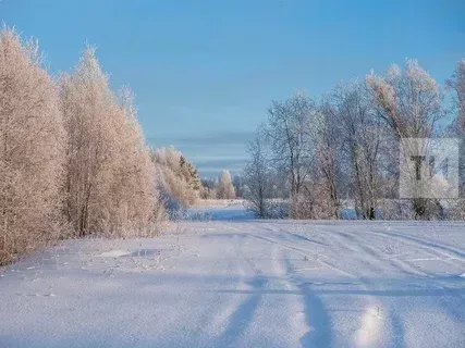 Халык әйтсә