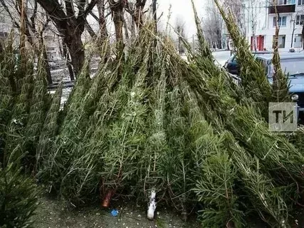 31 декабрьгә кадәр Татарстанда «Чыршы» операциясе узачак