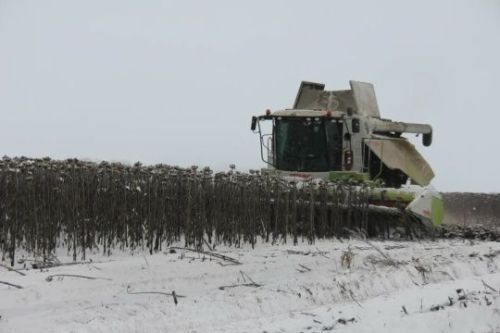 Районда урып-җыю кампаниясе төгәлләнеп килә