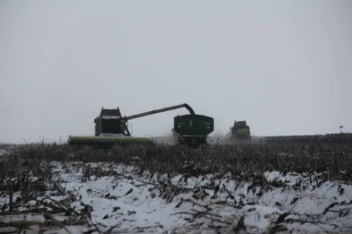 Районда урып-җыю кампаниясе төгәлләнеп килә