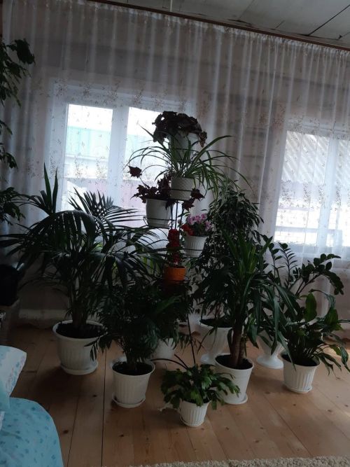 Гөлләрдән яшәү көче алам