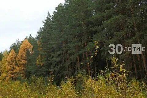 2025 елның 1 гыйнварыннан урман техникасын ГЛОНАСС спутник навигациясе аппаратурасы белән җиһазландырырга кирәк