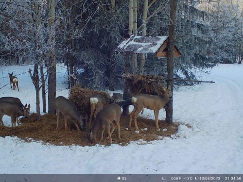 Җәнлекләр – исәптә