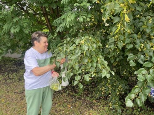 Юкә чәе файдалы!