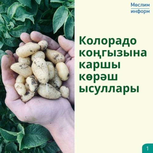 Колорадо коңгызы – бәрәңге үстерүчеләр өчен чын афәт