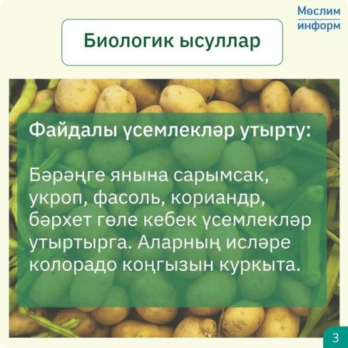 Колорадо коңгызы – бәрәңге үстерүчеләр өчен чын афәт
