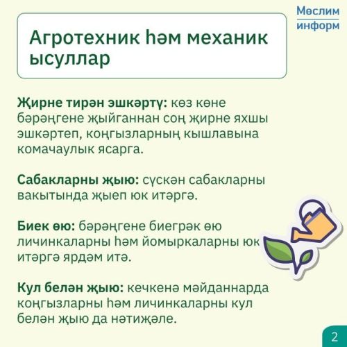 Колорадо коңгызы – бәрәңге үстерүчеләр өчен чын афәт