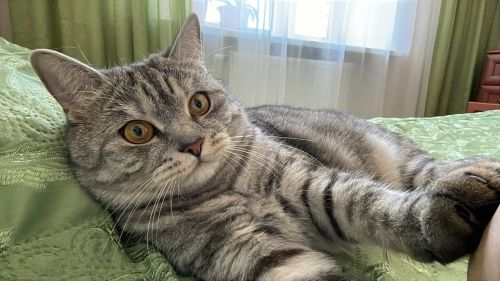 Песиләр хакында кызык мәгълүмат