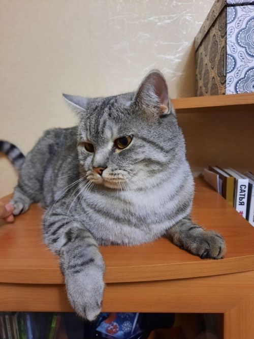 Бүген Халыкара мәчеләр көне билгеләп үтелә