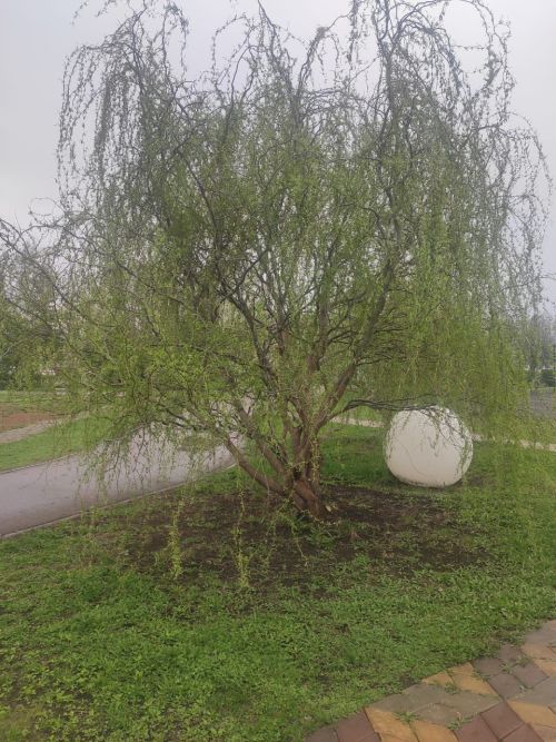 Һава торышы