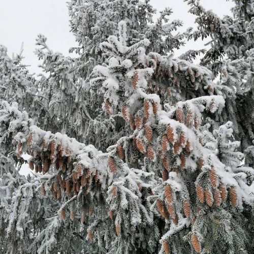 Сынамышлар