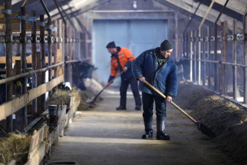 Татарстан фермерларында мөгезле эре терлек 6209 башка кимегән
