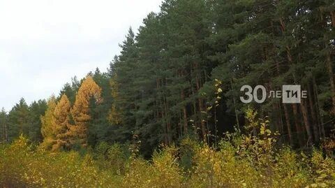 2026 елда Татарстанда урманнарны торгызуны финанслауны 1,5 тапкырга арттыралар